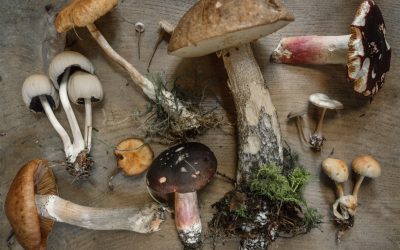 Try these Five Medicinal Mushrooms to Boost Immunity