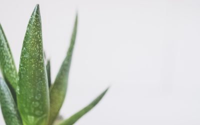 Natural Remedies for Sunburn
